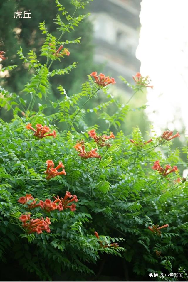 谁说夏天没花看？苏州园林偷偷美翻了！