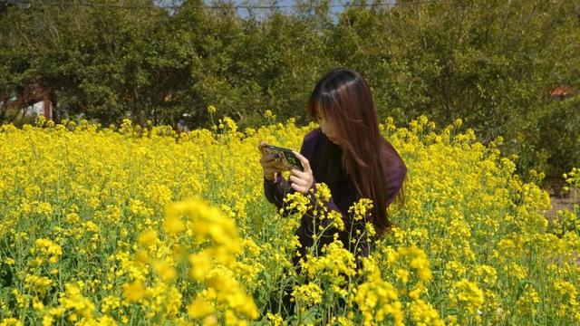 超级出片！福清这里有金色花海！