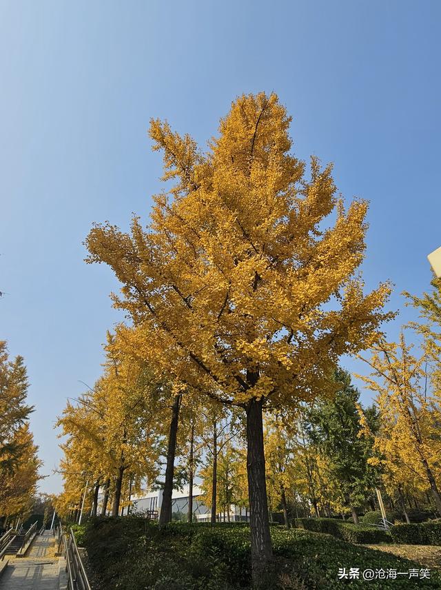 金色的银杏叶，犹如一位金甲战士，矗立于大自然中，吸引众人观赏