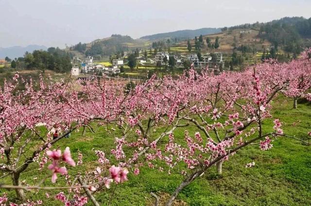 悦遵义·赴春约｜2026遵义春季主题游“1+4+N”玩法全攻略，承包你一整个春天的浪漫