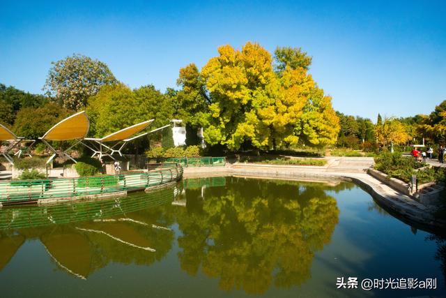 石家庄植物园的网红树，秋日里的鎏金童话