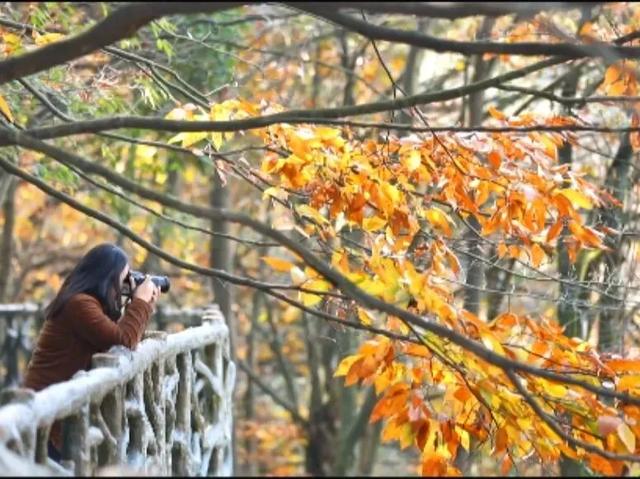 秋冬遛娃“药”新鲜！能吃能玩还能“养”，这条游玩路线一站式拿捏