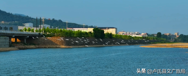 【百鸟翔集】中国最美县域 | 百鸟翔集映林海 生态卢氏邀君赏