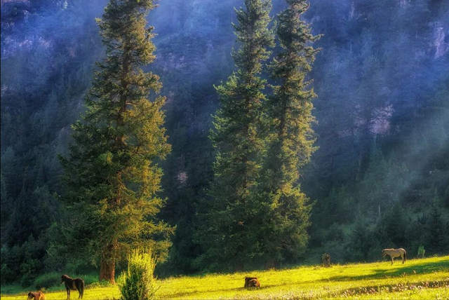 西藏类乌齐秘境徒步：穿越原始松林，邂逅隐居高山湖泊