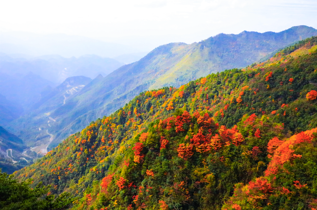 错过等一年！巴山大峡谷秋色刚开场，彩林已美成仙境！