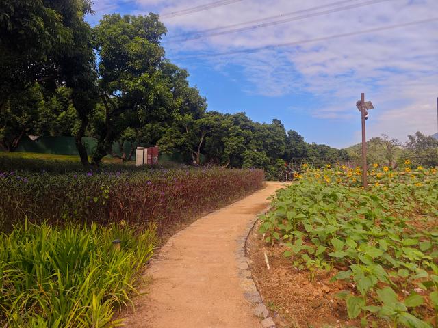 环西丽湖绿道骑行慢行随拍-动个好奇心