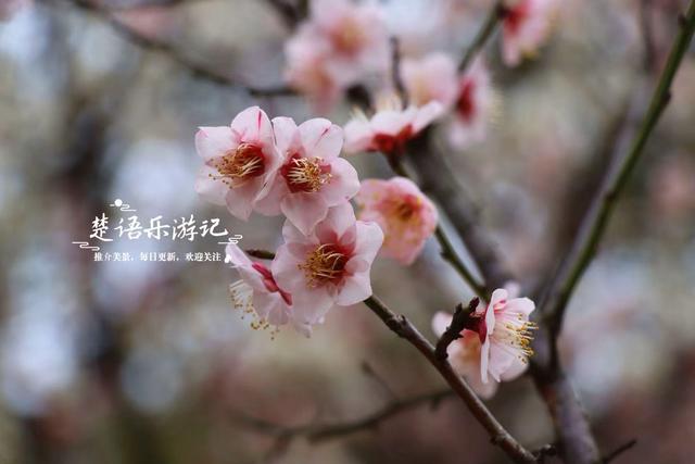 除了月湖公园的梅花，宁波城区这几处赏梅地也很美，交通相当方便