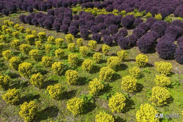 大理三塔前有片农场栽满树球，是这个秋天最无名的去处，风景很美