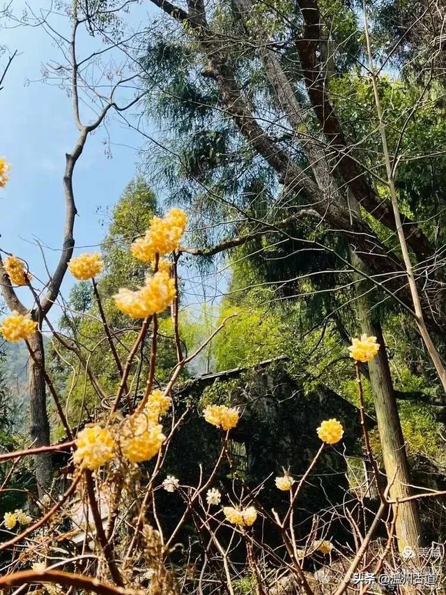 温州这条以峡谷景观和险峻山势为特色的徒步线路你可去过？