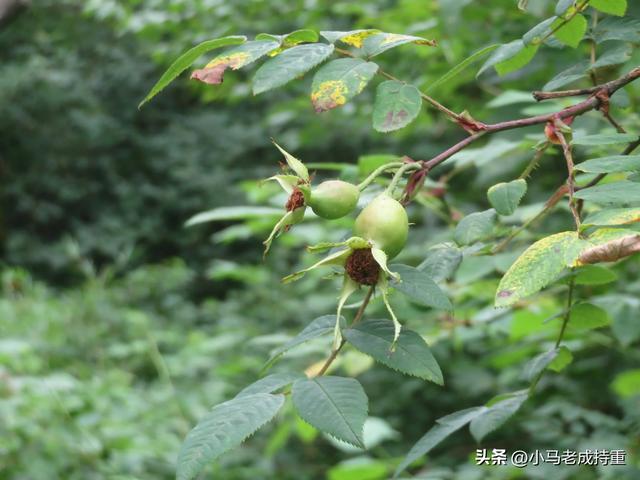 绵阳千佛山爬山笔记