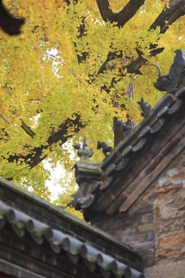 日照这里的千年银杏树，已进入高光时刻~