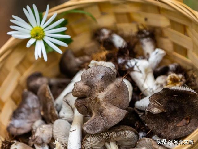 宝藏目的地！秋日来七彩森林采蘑菇，带娃敞开玩