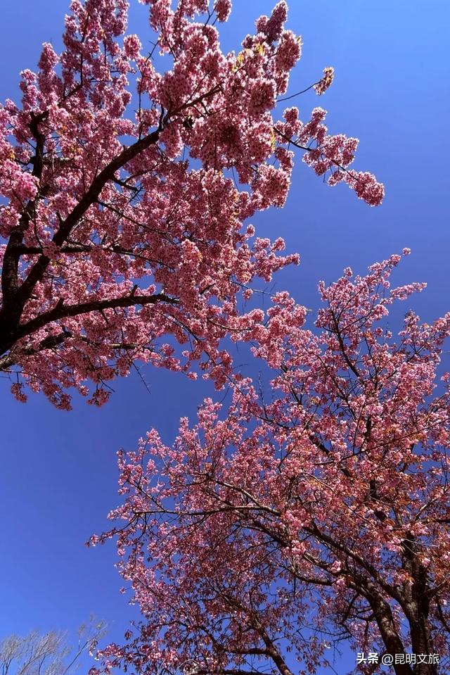 美炸！美炸！全国裹貂我赏樱！昆明最全冬樱赏花攻略来了，周末快冲~