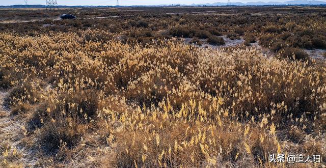 “大雪”时节的景泰盐沼湿地