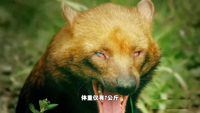 南美稀有的水狗，体重仅有7公斤，却能猎杀250公斤的猎物