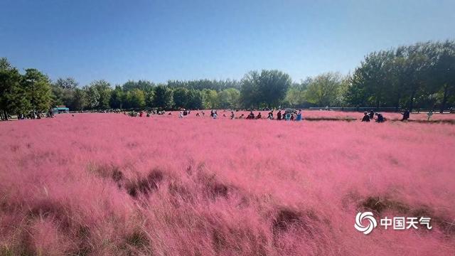 秋日邂逅一场粉色浪漫 北京“粉黛乱子草”花开