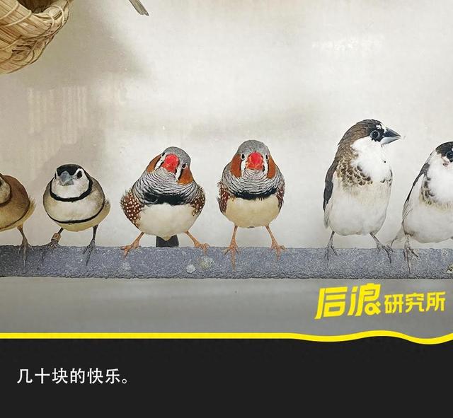 玄风网络意思是什么（懒得遛狗的年轻人）