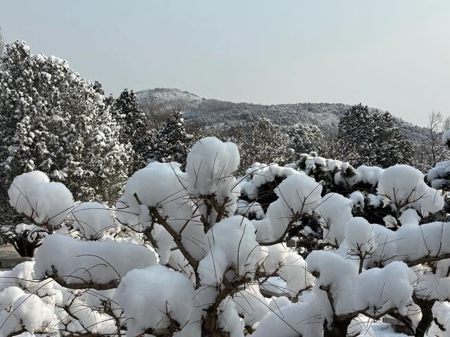 雪后的国家植物园如仙境
