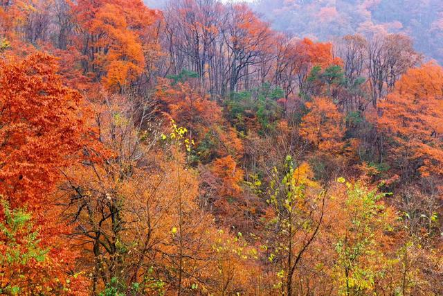 雾锁龙头山，秋染万重山