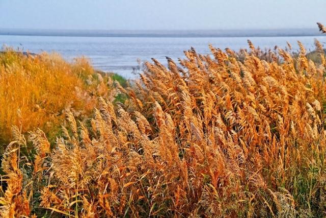 内蒙古杭锦旗：黄河岸边芦花飞 秋日风光无限美