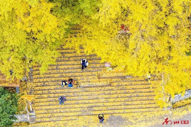 千年银杏下，真的在“长钱”！南川区德隆镇的“金色财富”火出圈了