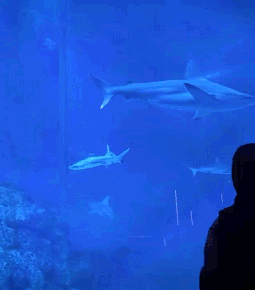 新加坡圣淘沙名胜世界：未来的另一种答案