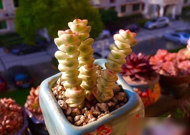 聚宝盆小游戏养成攻略（养钱串3步走）