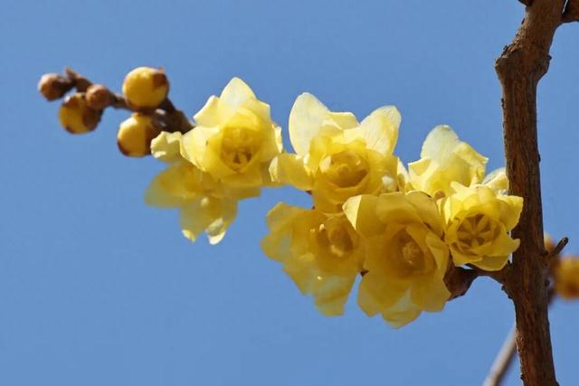 又香又美！通州这里的腊梅开啦