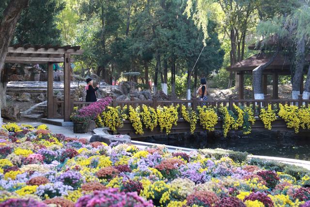 网络中国节·重阳丨沈阳：初冬菊蕊独盈枝