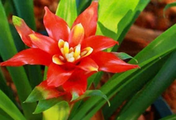 凤梨花介绍（平湖乐凤梨花）