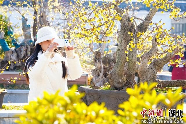湖北保康：游人赏蜡梅 为有暗香来
