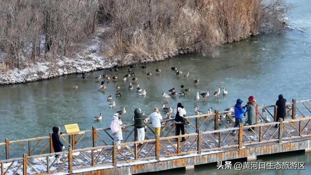 【马力全开贺新春】黄河口2026新春预告！赴一场河海之间的寻福之约