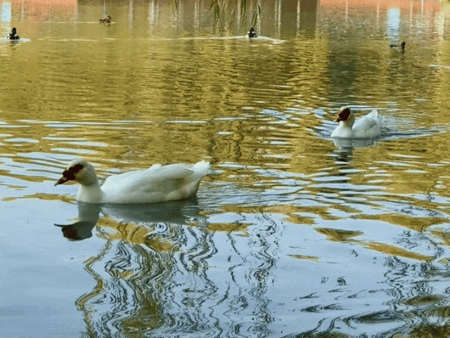 实拍！海淀“莫奈花园”已开启五彩斑斓“童话模式”