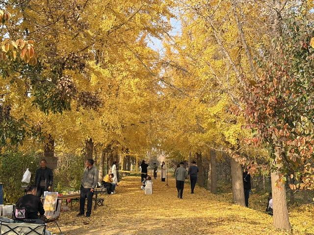 金黄秘境藏乡野!菏泽鲁西新区马岭岗镇慕禾生态园银杏成秋日打卡顶流