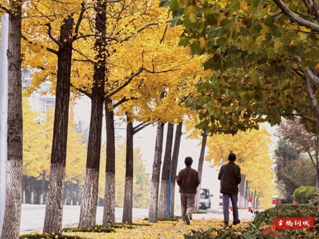 是心动啊~落叶缓扫 留住钢城限定版诗意