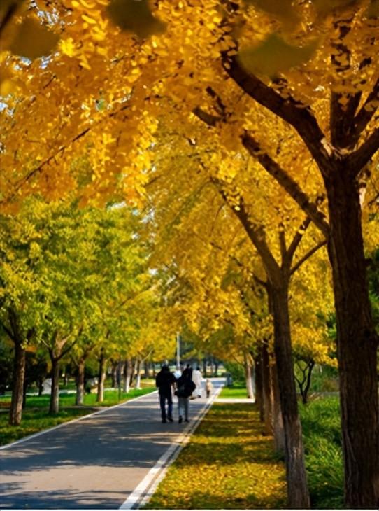 一叶知秋！2025年石家庄市城区赏秋指南来啦 这些地方别错过