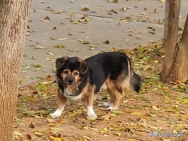 我家狗吃屎那天我的影像记录中