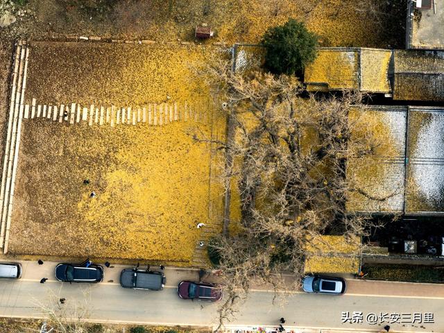 天子峪口，百塔寺的古银杏