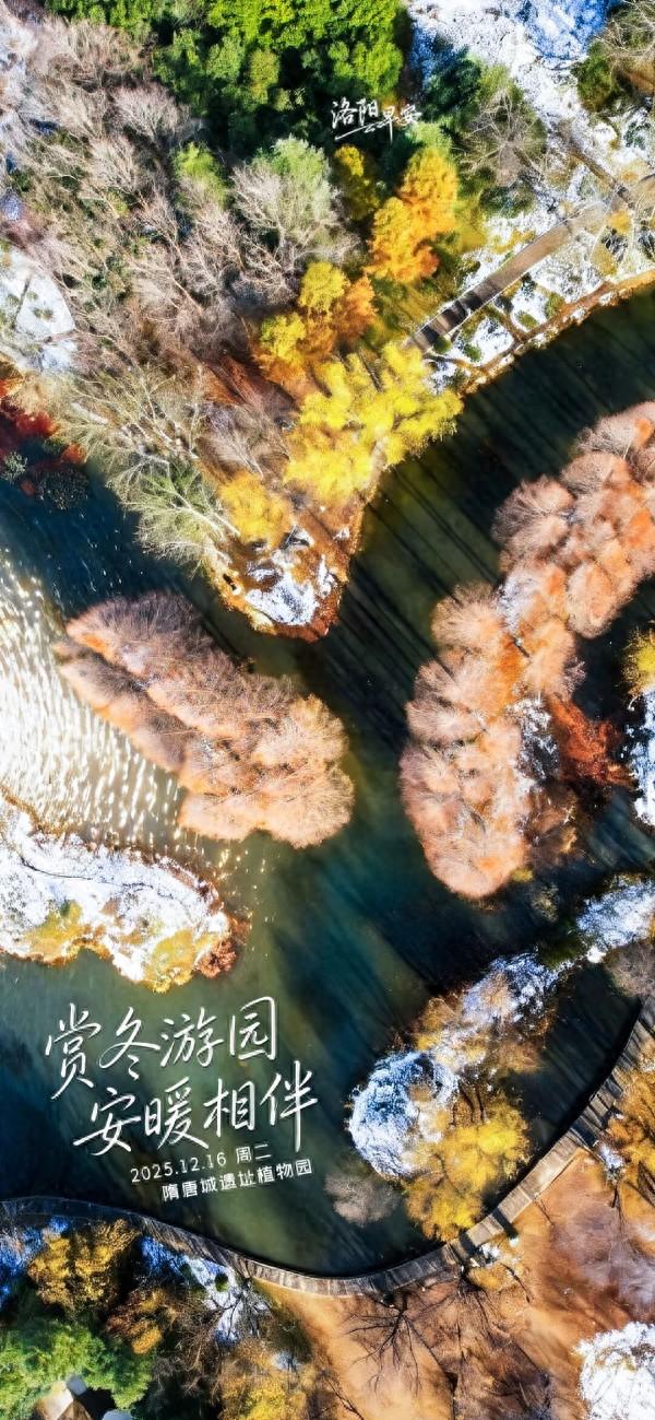 洛阳·早安|赏冬游园 安暖相伴