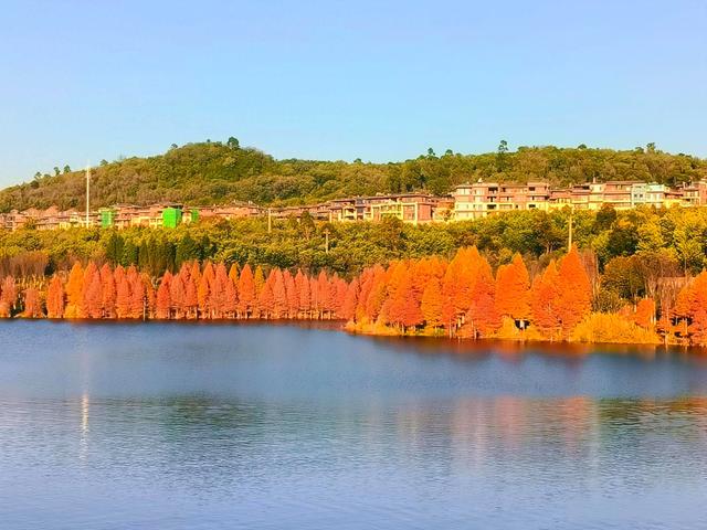 蓝天碧水映红杉，收集昆明最温柔的橘色