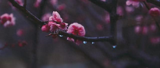 不蔓不枝的意思简单介绍（22个温柔而美丽的成语）