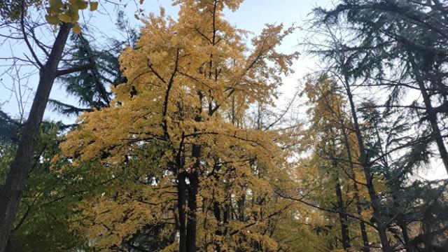 靓丽“秋色”装扮起最美海泊河公园