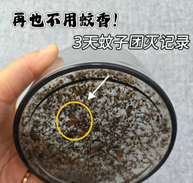 用什么杀蚊子最有效（蚊子最大的天敌）