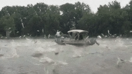 中国鲤鱼在美国“长成猪”，特朗普也坐不住了？真相更荒诞