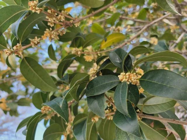 为什么路边的桂花你不能采?