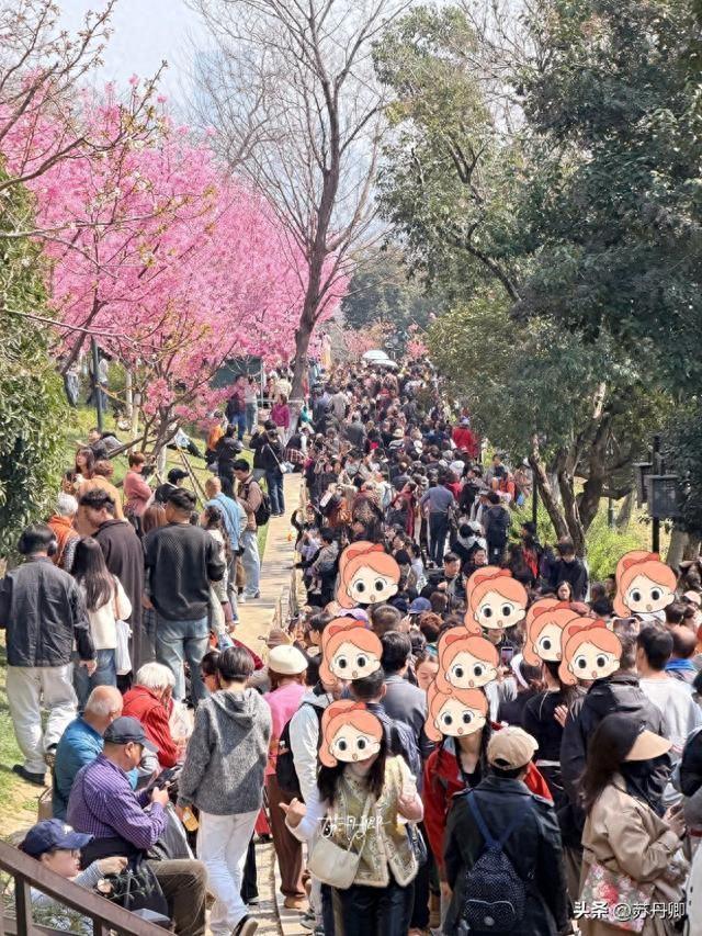 武汉龟山樱花爆开！“一亿人”挤掉玩偶，赏花秒变看人海。