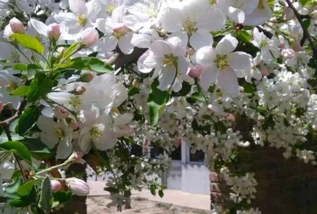 和林格尔之绿色交响曲:生态赋能绘新卷 奋楫扬帆启新程