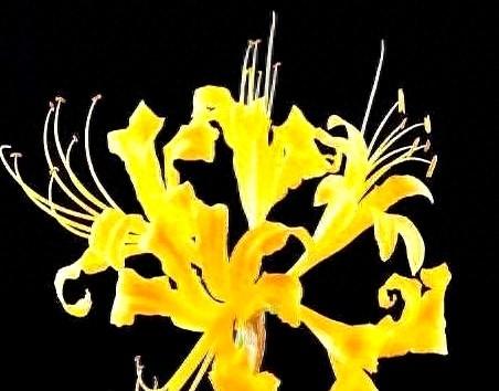 心理测试：选出你最喜欢的花束，看看现在谁正在思念你