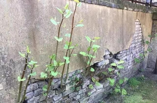 令英国痛苦的“入侵花”，在中国沦为咸菜，吃到人工种植成笑谈