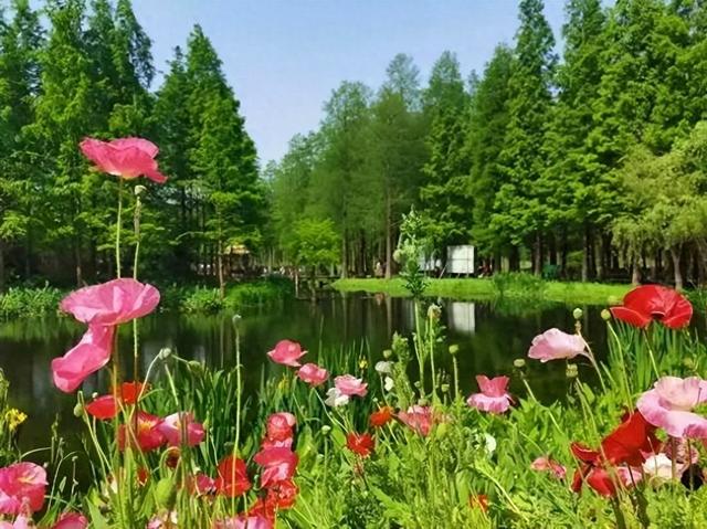 上海人的“宝藏后花园”全面升级啦！水上森林玩出新花样，这份攻略请收好！